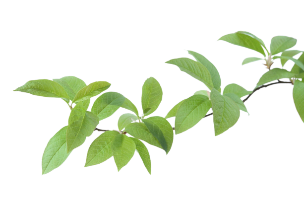 C Riou Paysagiste Paysagiste Pleurtuit Jardin Objet